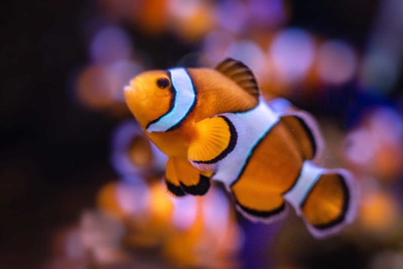 Anemon dokunaçları arasında turuncu gövdeli, beyaz bantlı Kızıldeniz palyaço balığı