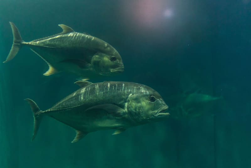 Gümüş-gri iri gövdeli, güçlü kuyruklu dev trevally (GT)