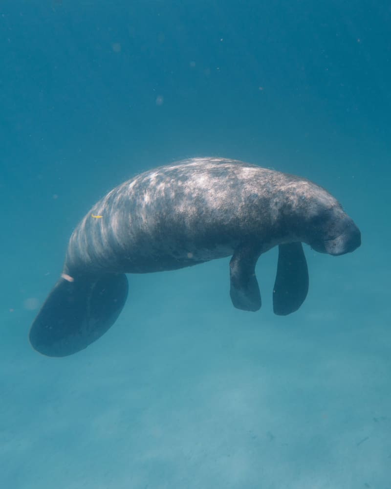 Gri, iri ve yuvarlak gövdeli dugong (deniz ineği), sığ suda