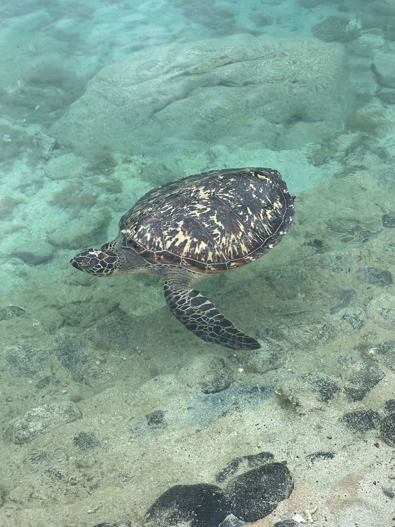 Sivri, atmaca gagasına benzeyen başı ve testere kenarlı kabuğuyla hawksbill deniz kaplumbağası