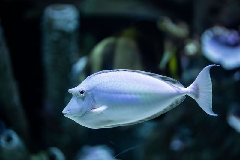Alnında boynuz benzeri çıkıntı olan, gri-mavi gövdeli mavi diken balığı (unicornfish)