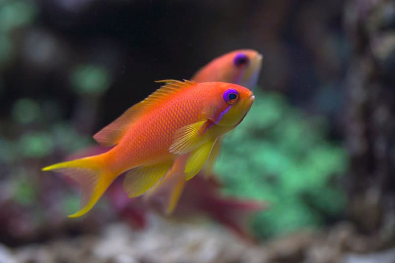 Resif üzerinde bulut hâlinde yüzen turuncu-pembe anthias sürüsü